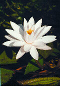 lotus putih